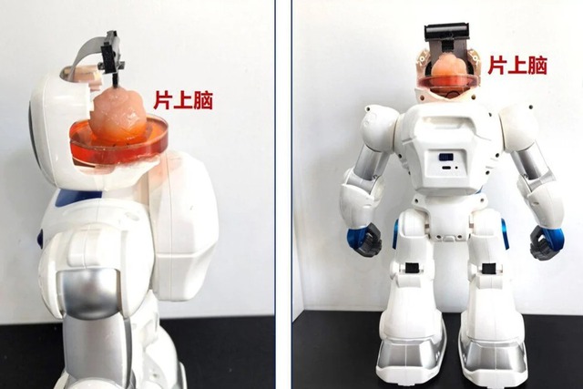 Trung Quốc tạo ra robot có não nhân tạo làm từ tế bào gốc con người- Ảnh 1.