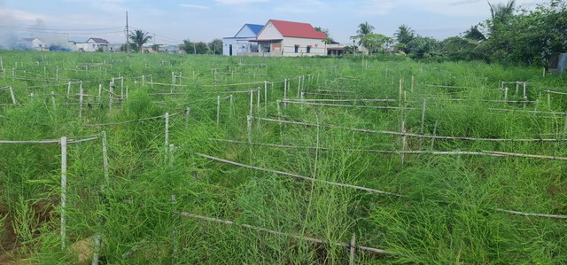 Măng tây phủ xanh vùng khô cằn Ninh Thuận- Ảnh 3.