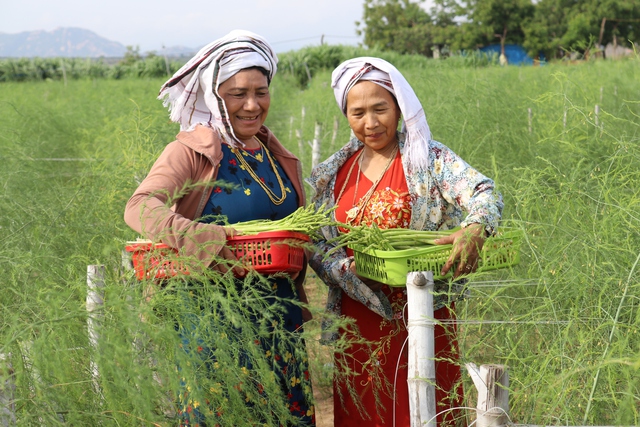 Măng tây phủ xanh vùng khô cằn Ninh Thuận- Ảnh 1.