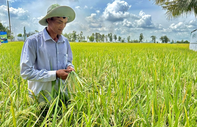 Canh tác lúa bền vững giúp nông dân giảm chi phí phân, thuốc, giảm 50% nước tưới