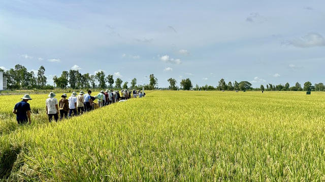 Canh tác lúa bền vững giúp nông dân giảm chi phí phân, thuốc, giảm 50% nước tưới- Ảnh 2.