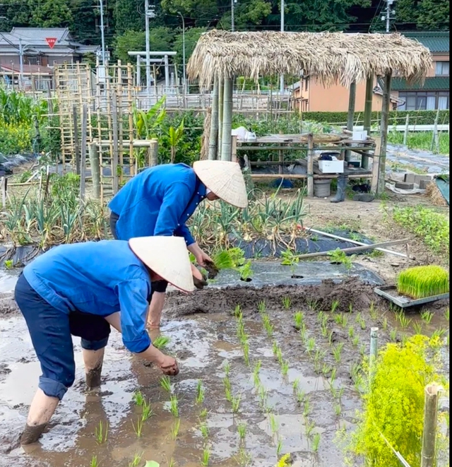 Đi xuất khẩu lao động tại Nhật Bản, hai chàng trai trồng vườn như ở Việt Nam- Ảnh 1.