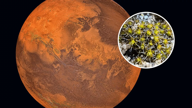 Nền văn minh tương lai trên sao Hỏa có thể dựa vào một loài rêu sa mạc- Ảnh 1.
