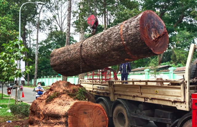 TP.HCM kiến nghị gỡ vướng thanh lý gỗ cây xanh, tủ điện cũ- Ảnh 2.