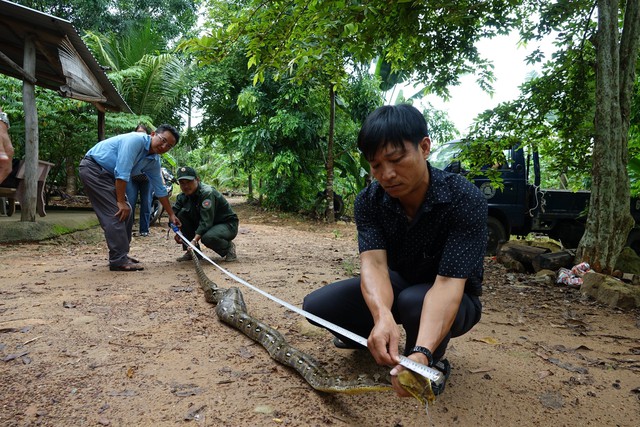 Trăn quý hiếm bị bắt khi đang ăn gà trong nhà dân ở Phú Quốc- Ảnh 1.