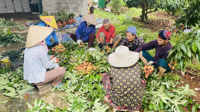 Mùa vải kết thúc sớm, nông dân Bắc Giang 'bỏ túi' 4.814 tỉ đồng- Ảnh 1.