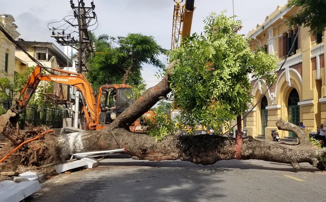 Cây xà cừ 80 năm tuổi đổ chắn ngang đường sau mưa giông, cả phố mất điện- Ảnh 1.