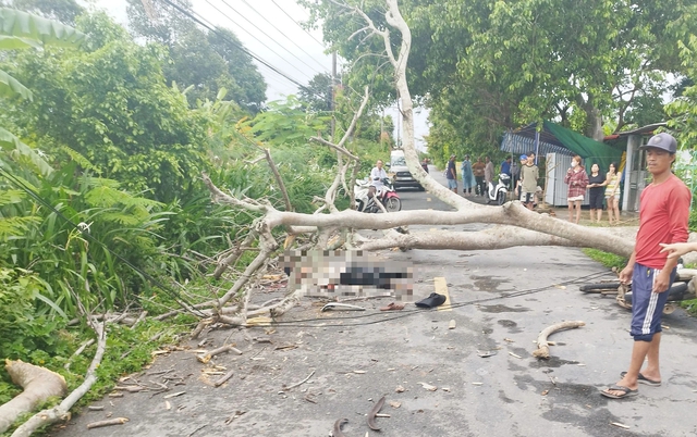 Bạc Liêu: Cây ngã đổ, đè một người bị thương nguy kịch- Ảnh 1.