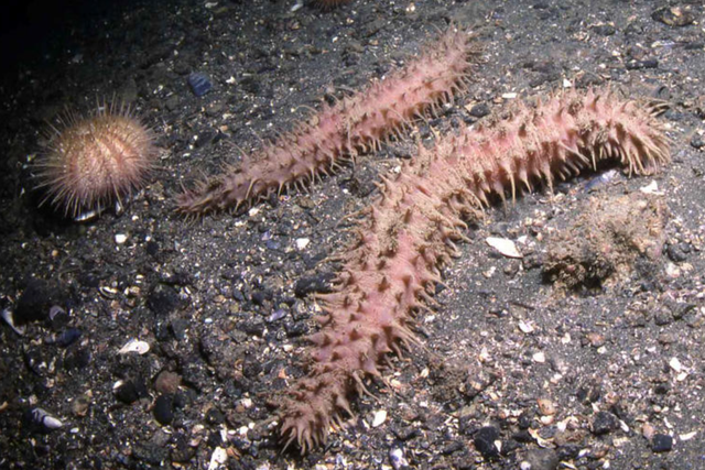 Phát hiện loài động vật mới có hơn 200 chân ở đáy biển sâu- Ảnh 1.