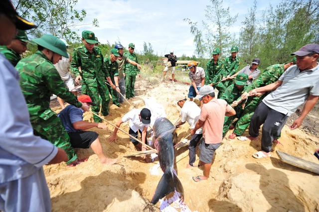 Cá voi dài gần 3 m, trôi dạt vào bờ biển Quy Nhơn- Ảnh 3.