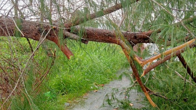 Bạc Liêu: Một người nguy kịch do cây xanh ngã đè- Ảnh 1.