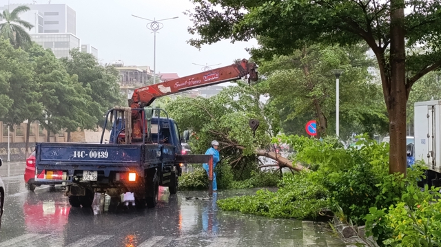 Bão số 2 quật đổ hàng trăm cây xanh tại Quảng Ninh- Ảnh 1.