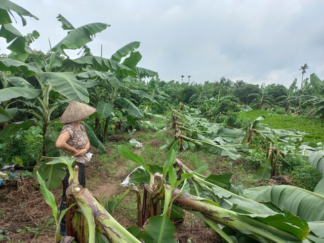 Kẻ gian phá hoại vườn chuối của người dân- Ảnh 1.