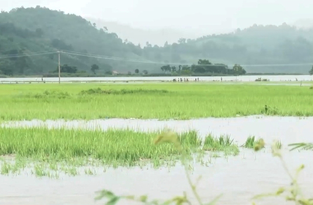 Đắk Lắk: Gần 1.200 ha lúa, hoa màu bị ngập lụt, nguy cơ mất trắng- Ảnh 1.