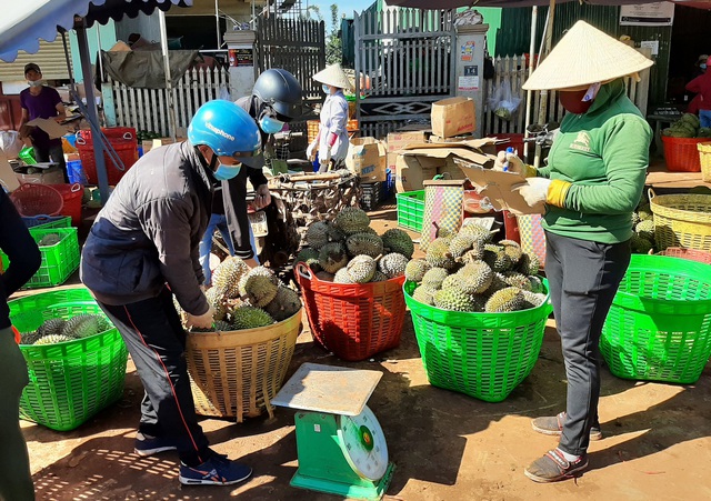 Đắk Lắk 'siết' quản lý vùng trồng, cơ sở đóng gói sầu riêng- Ảnh 2.