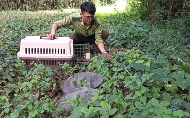 TP.HCM: Khỉ mặt đỏ hù dọa người đi đường được thả về khu bảo tồn- Ảnh 1.