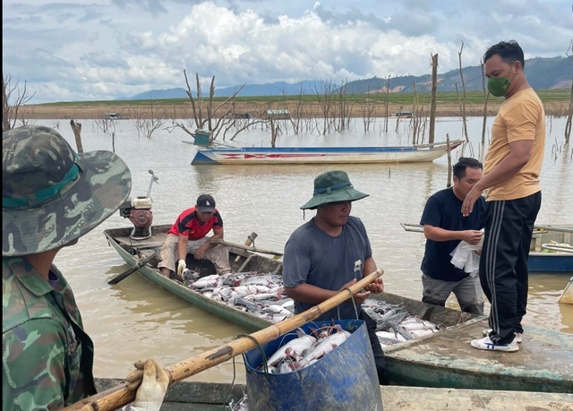 Đề nghị Công ty thủy điện Ya Ly hỗ trợ 2,9 tỉ đồng cho hộ dân có cá chết- Ảnh 1.