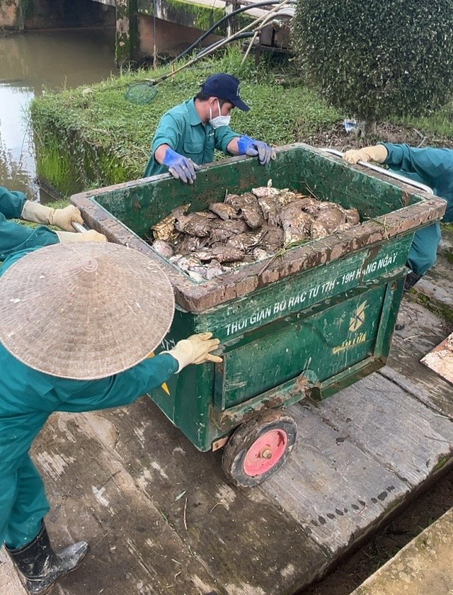 Cá chết hàng loạt nổi trên mặt hồ Xuân Hương- Ảnh 2.