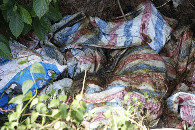 Lợn chết bị vứt bừa bãi ra đồng: Sở NN-PTNT tỉnh Quảng Bình vào cuộc- Ảnh 1.