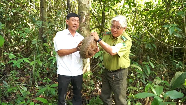 Phát hiện cá thể tê tê Java quý hiếm trong vườn cao su- Ảnh 2.