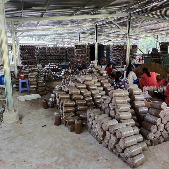 Rẽ hướng trồng nấm, người phụ nữ miền Tây thu nhập gần 900 triệu đồng/năm- Ảnh 5.
