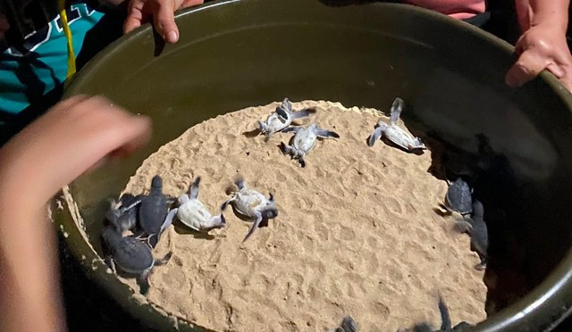 Hàng chục rùa biển con vừa nở ở bãi biển Quy Nhơn- Ảnh 1.