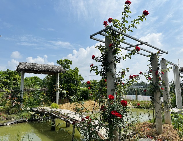 Rời phố về quê, chàng trai trồng hơn 100 gốc hoa hồng trước nhà đầy thơ mộng- Ảnh 6.