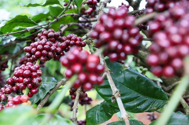 Giá cà phê robusta tiếp tục tăng trong khi arabica quay đầu- Ảnh 1.