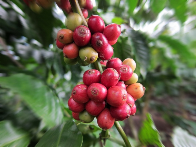 Giá cà phê robusta ngược chiều arabica- Ảnh 1.