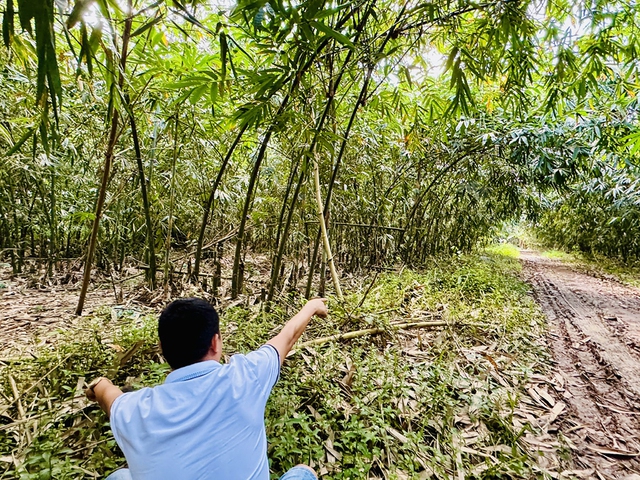 Nhiều lô đất ở Bình Dương bị cấp trùng sổ đỏ- Ảnh 2.