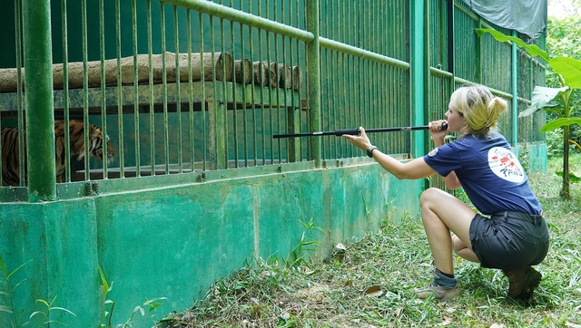 Tiêm vắc xin cho 'chúa sơn lâm' ở Vườn quốc gia Phong Nha - Kẻ Bàng- Ảnh 1.