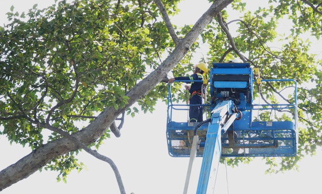 TS Đinh Quang Diệp: Phân loại cây xanh nào cần bảo tồn để có giải pháp riêng - Ảnh 2.