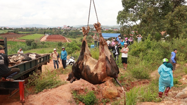 Vắc xin tiêm cho đàn bò sữa ở Lâm Đồng dương tính với vi rút gây tiêu chảy- Ảnh 1.