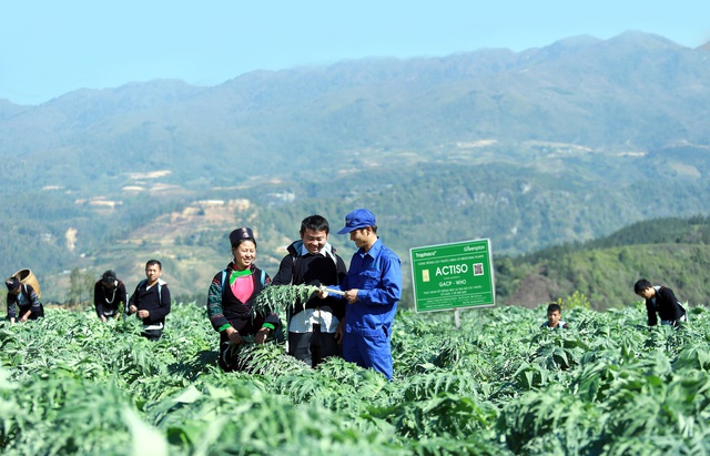 Bất ngờ về công dụng bổ gan từ loài dây leo vùng Trung du- Ảnh 2.