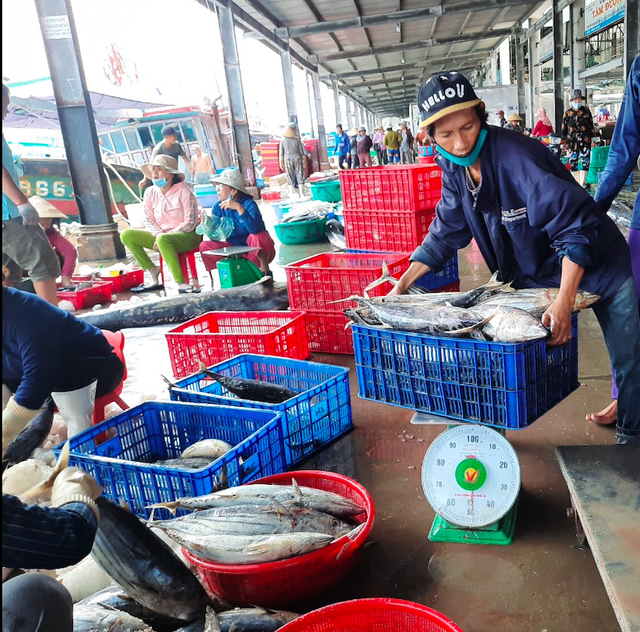 'Vua tàu cá' bất an vì quy định đánh bắt cá ngừ vằn trên nửa mét- Ảnh 3.