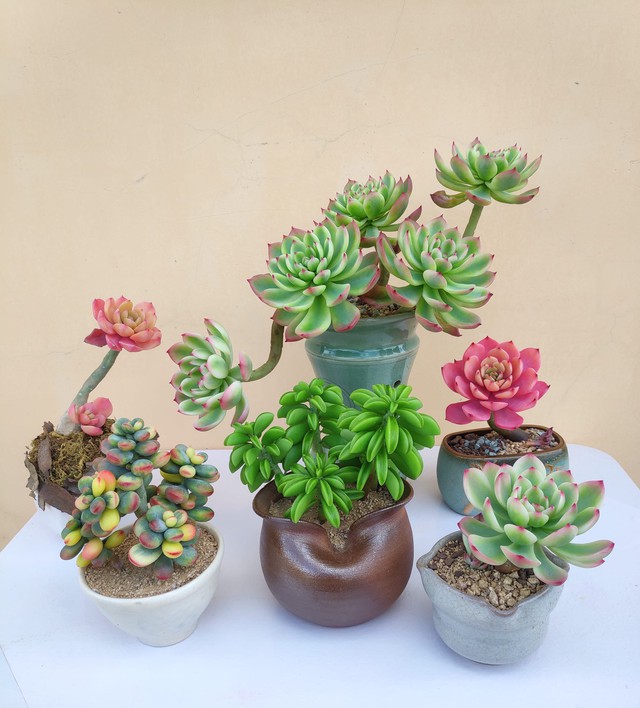 Độc đáo những cây sen đá không cần chăm sóc vẫn 'sống' được 5 - 10 năm- Ảnh 1. Độc đáo những cây sen đá không cần chăm sóc vẫn 'sống' được 5 - 10 năm- Ảnh 1.
