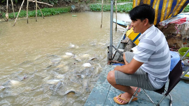 Độc lạ miền Tây: Chăm sóc, cưu mang hàng tấn cá sông- Ảnh 1.