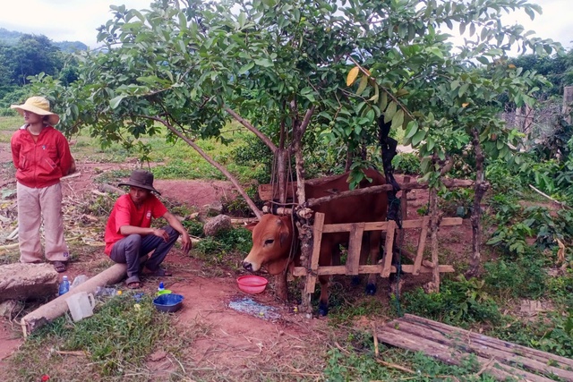 Quảng Trị tiếp nhận 27.000 liều vắc xin phòng lở mồm long móng ở trâu, bò- Ảnh 1.