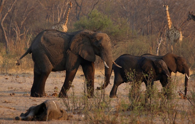 Namibia sẽ hạ 83 voi, 30 hà mã lấy thịt cứu đói- Ảnh 1.