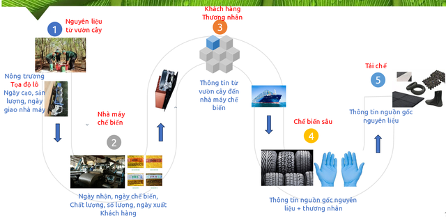 Tiên phong xây dựng hệ thống truy xuất nguồn gốc tuân thủ EUDR- Ảnh 3.