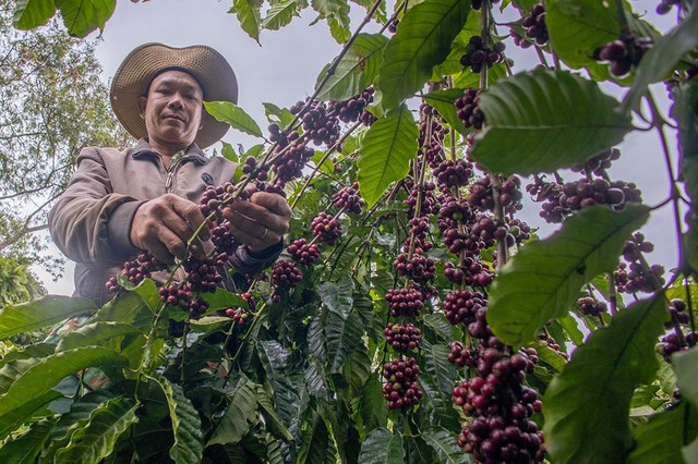 Cà phê Việt không ngại quy định chống phá rừng của EU- Ảnh 1.