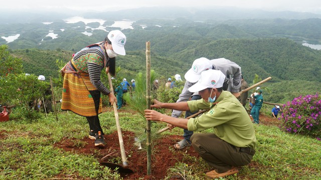 Tập đoàn Bamboo Capital thành lập công ty trồng và chăm sóc rừng- Ảnh 1.