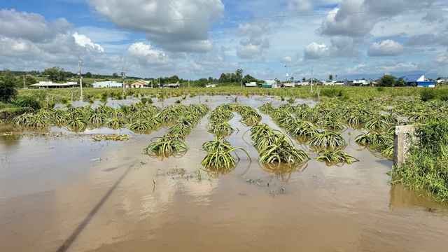 Bình Thuận: Mưa lớn, hơn 400 ha thanh long ngập sâu trong nước- Ảnh 2.