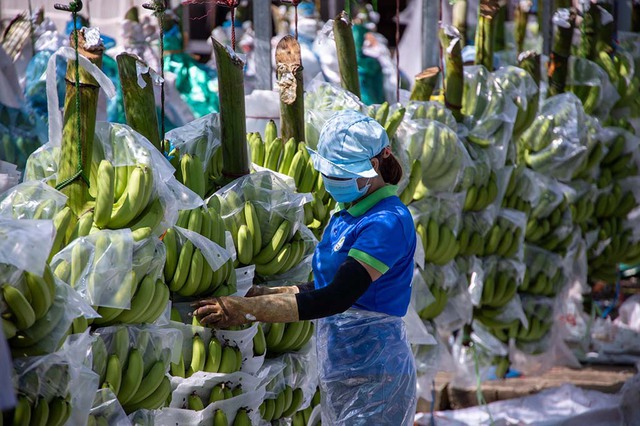 Thêm nhiều 'ngôi sao' trong ngành rau quả- Ảnh 1.