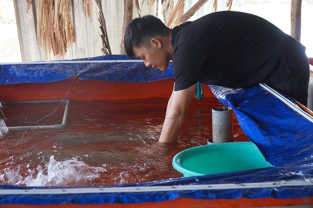 Chàng trai thu lợi nhuận hàng trăm triệu đồng nhờ nuôi cá chình- Ảnh 1.