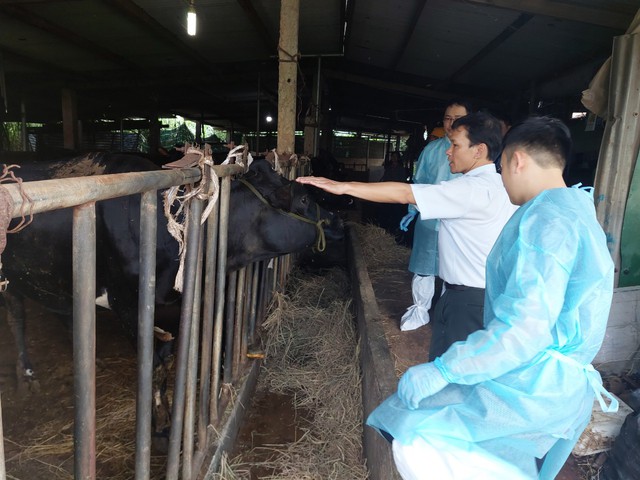 Đàn bò sữa Lâm Đồng chết sau tiêm vắc xin vượt hơn 100 con- Ảnh 1.