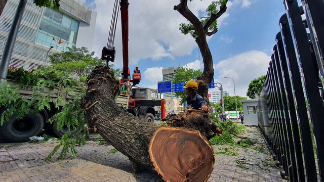 Cây xanh ở TP.HCM đang được cắt tỉa ra sao?- Ảnh 2.