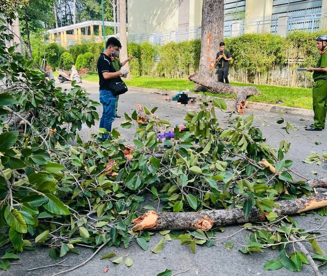 Cụ bà may mắn thoát chết ở Công viên Tao Đàn: Mọi người đang tập Thái cực quyền thì nhánh gãy đè- Ảnh 2.