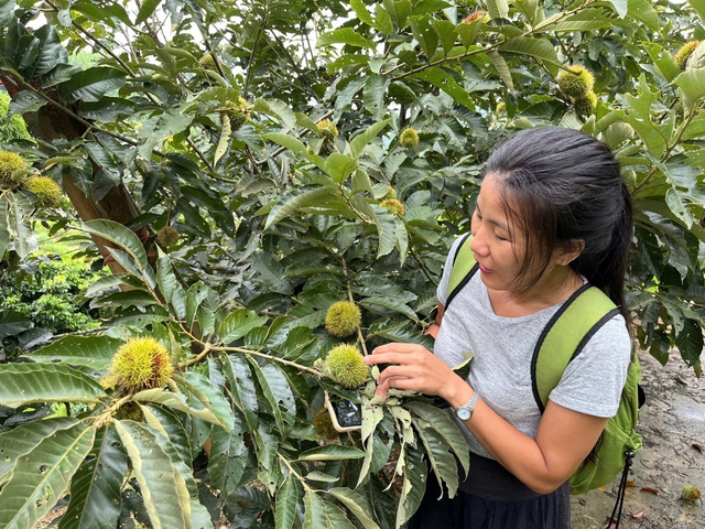 Nô nức tour lên vùng cao hái hạt dẻ- Ảnh 2.