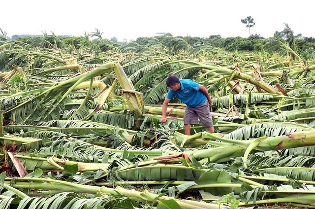 Doanh nghiệp nào sẽ được khoanh nợ, giảm lãi vay sau bão Yagi?- Ảnh 1.